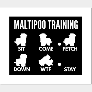 Maltipoo Training Maltipoo Tricks Posters and Art